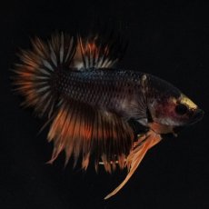 画像1: CTPK　オレンジファンシー (1)