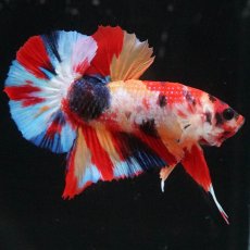 画像12: HMPK　キャンディ (12)