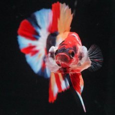 画像3: HMPK　キャンディ (3)