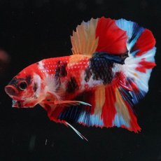 画像5: HMPK　キャンディ (5)