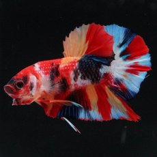 画像2: HMPK　キャンディ (2)