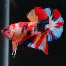 画像8: HMPK　キャンディ (8)