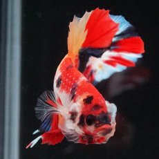 画像11: HMPK　キャンディ (11)