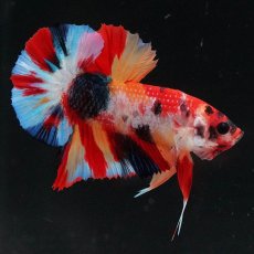 画像10: HMPK　キャンディ (10)