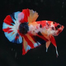 画像1: HMPK　キャンディ (1)