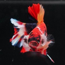 画像9: HMPK　キャンディ (9)