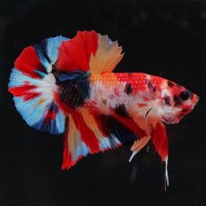 画像7: HMPK　キャンディ (7)