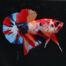 画像4: HMPK　キャンディ (4)