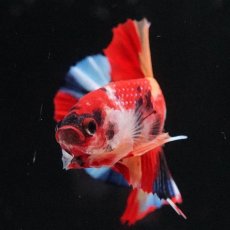 画像6: HMPK　キャンディ (6)