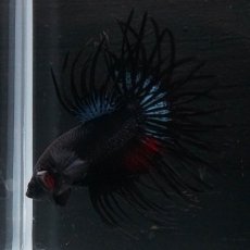 画像6: KCT　ブラックオーキッド (6)