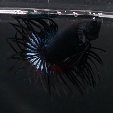 画像9: KCT　ブラックオーキッド (9)