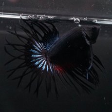 画像3: KCT　ブラックオーキッド (3)