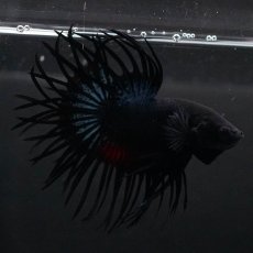 画像10: KCT　ブラックオーキッド (10)