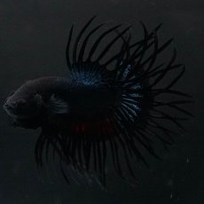 画像2: KCT　ブラックオーキッド (2)