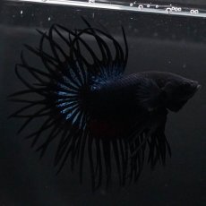 画像8: KCT　ブラックオーキッド (8)