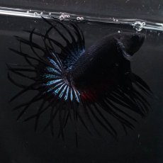 画像1: KCT　ブラックオーキッド (1)