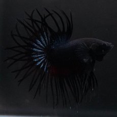 画像5: KCT　ブラックオーキッド (5)