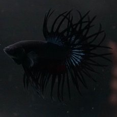 画像4: KCT　ブラックオーキッド (4)