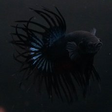 画像7: KCT　ブラックオーキッド (7)