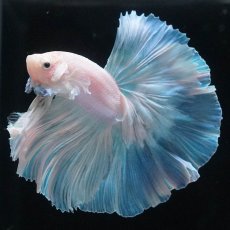 画像1: HM　ホワイトファンシー (1)