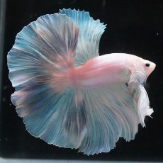 画像2: HM　ホワイトファンシー (2)