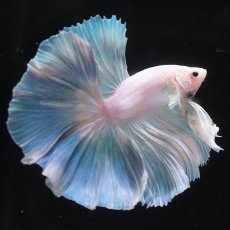 画像10: HM　ホワイトファンシー (10)