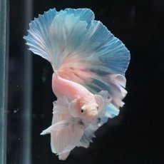 画像8: HM　ホワイトファンシー (8)