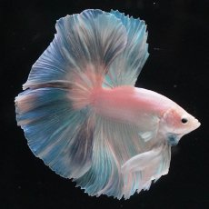 画像9: HM　ホワイトファンシー (9)