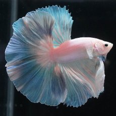 画像7: HM　ホワイトファンシー (7)