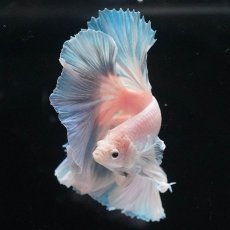 画像6: HM　ホワイトファンシー (6)