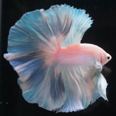 画像5: HM　ホワイトファンシー (5)