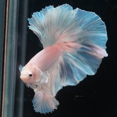 画像4: HM　ホワイトファンシー (4)