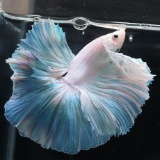 画像3: HM　ホワイトファンシー (3)