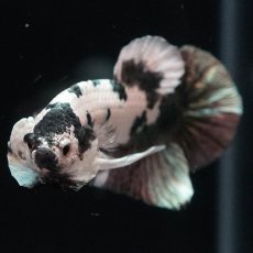 画像3: HMPK　ホワイトカッパーマーブル (3)