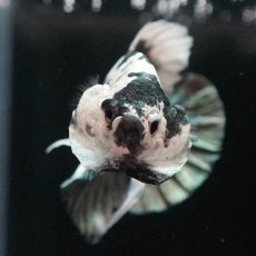 画像6: HMPK　ホワイトカッパーマーブル (6)