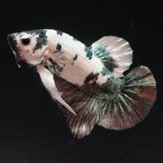 画像10: HMPK　ホワイトカッパーマーブル (10)