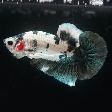 画像9: HMPK　ホワイトカッパーマーブル (9)