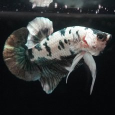 画像8: HMPK　ホワイトカッパーマーブル (8)