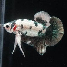 画像7: HMPK　ホワイトカッパーマーブル (7)