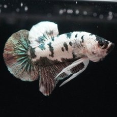 画像5: HMPK　ホワイトカッパーマーブル (5)