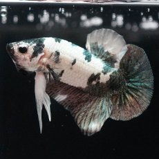 画像1: HMPK　ホワイトカッパーマーブル (1)