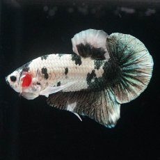 画像4: HMPK　ホワイトカッパーマーブル (4)