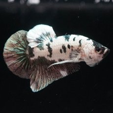 画像2: HMPK　ホワイトカッパーマーブル (2)