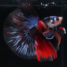 画像8: HM　キャンディ (8)