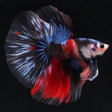 画像7: HM　キャンディ (7)