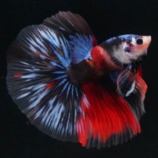 画像4: HM　キャンディ (4)