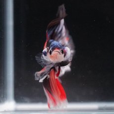 画像3: HM　キャンディ (3)