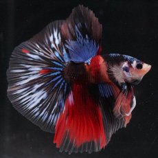 画像6: HM　キャンディ (6)