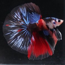 画像1: HM　キャンディ (1)