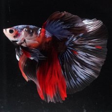 画像2: HM　キャンディ (2)